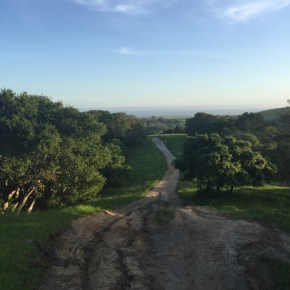 A walk on the wild (flower)&nbsp;side