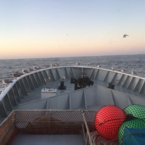 Seeds of the&nbsp;sea!