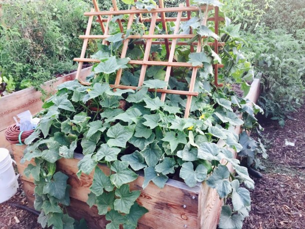 zEtBxeStQ7KysVM+QPyk2w_thumb_1962